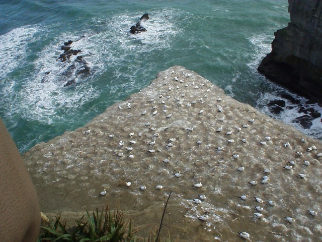 the Gannet colony