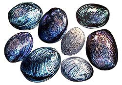 some Paua Shells
