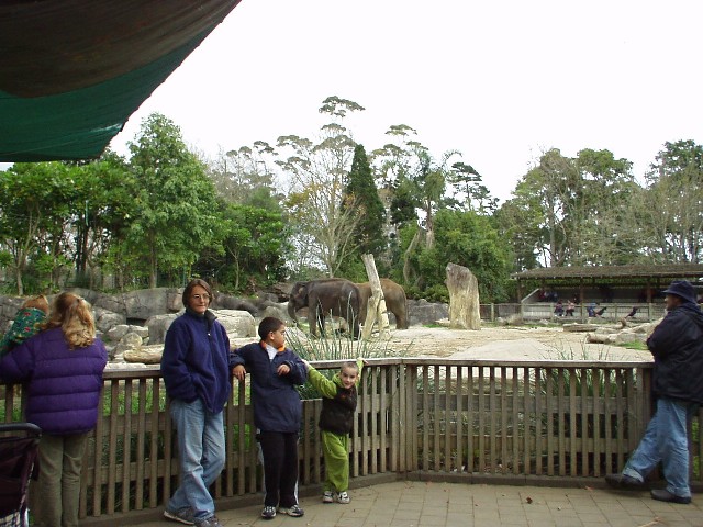 Nomi, Yoav, Yotam and elephants