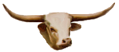 texas longhorn cattle