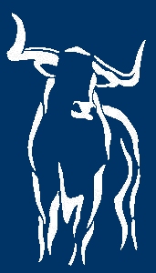 texas longhorn cattle