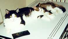 Kitten and Frank when Frank was a kitten