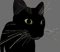 whiskers.jpg (5999 bytes)