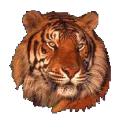 I am Tiger
