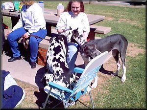 Lawti taking a seat on a lawn chair