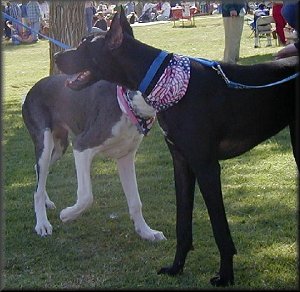 Cuda & Lucy back at it again *L*