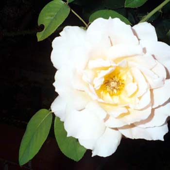 pale_flower
