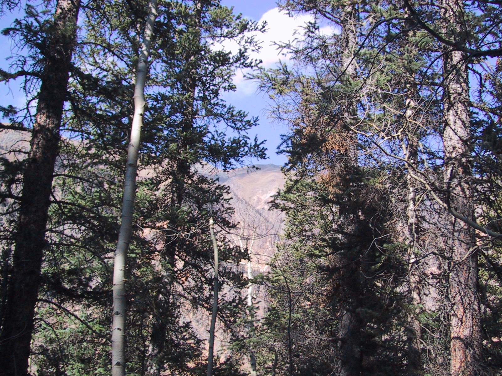 view from potential site