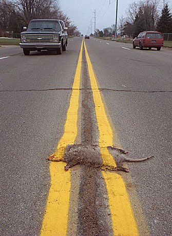 Road kill!