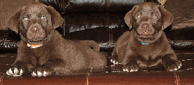 Major and Duke Cherokee/Cowboy pups 2006