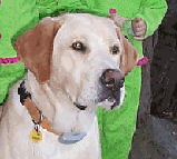 Hannah pup at 1 year old