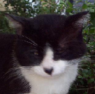 DC.jpg (15297 bytes)