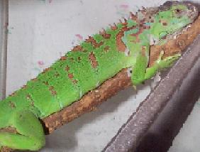 laguana.jpg (12469 bytes)