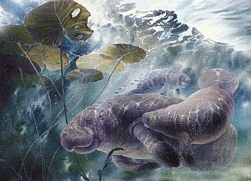 Florida's Manatee