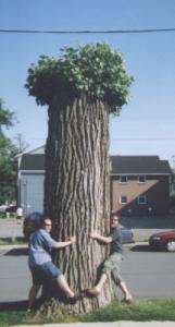 PEI Tree