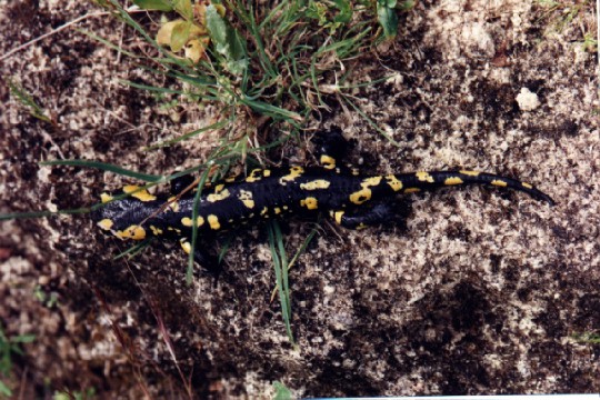 Salamandra Salamandra