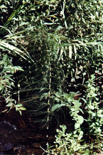 Equisetum Telmateia