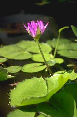 Lilly in pond