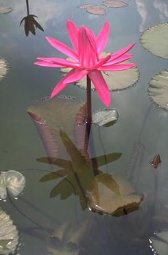 Giant Lilly
