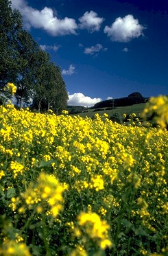 Fields of Flowers Sauerland