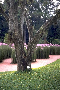 Botanical Garden Singapore