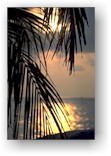 sunset palm Samui