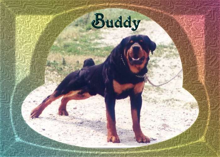 Buddy.jpg