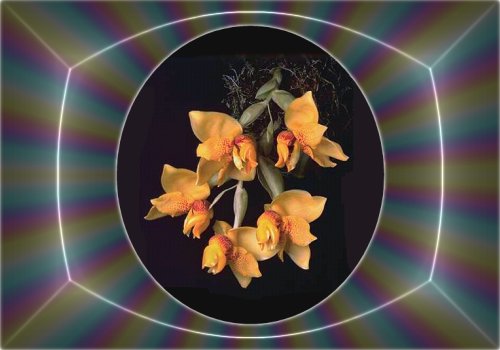 orchid03.jpg