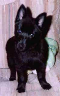 boochair.jpg (10153 bytes)