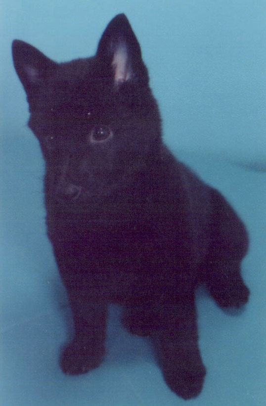 prof.jpg (73907 bytes)