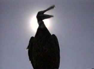 boardheads2... giving you the bird