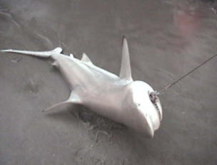 Get a load of those teeth