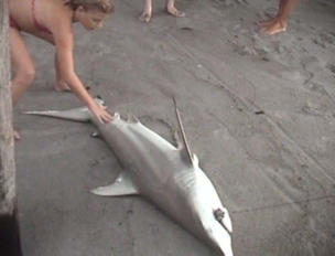 Tourists touch a shark