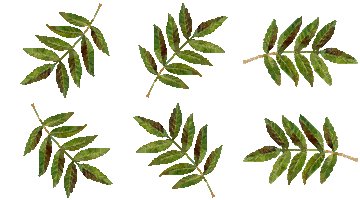 Ash Leaves