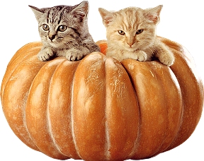Cat and Pumpkin