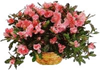 Flower Basket