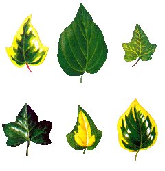 Ivy Leaves