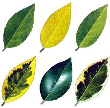 Privot Leaves