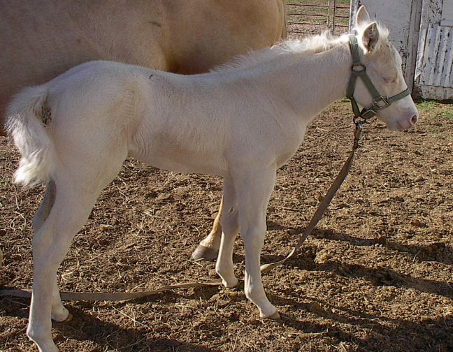 Gloria's Web Graphics