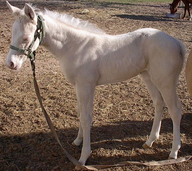 Gloria's Web Graphics