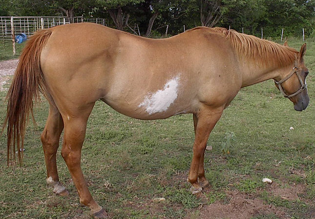 Gloria's Web Graphics