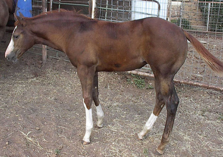 Gloria's Web Graphics