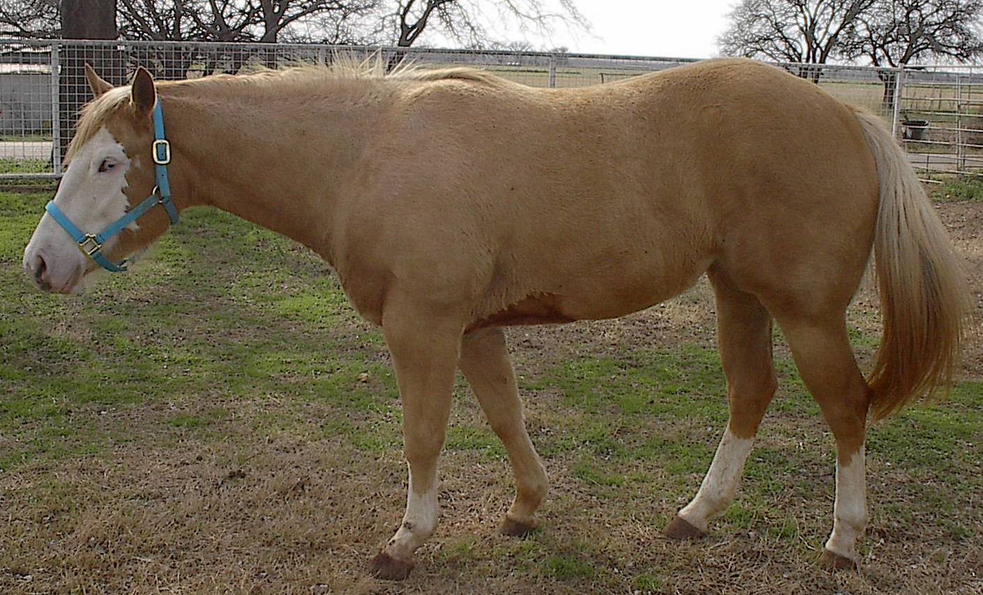 Gloria's Web Graphics