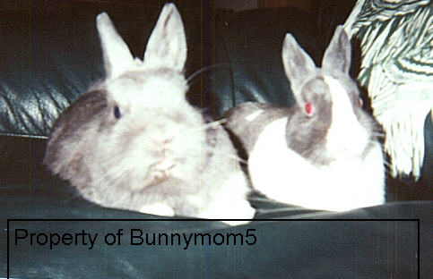Cloudy and Magic... two snugglebunns- Graphic property of Bunnymom5.  May not be reproduced without written permission from Bunnymom5: bunnymom5@whale-mail.com