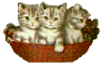 Three kittens in a basket