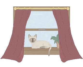 Kitten in the window