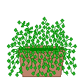 Potted Plant