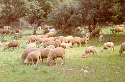 Ovejas pastando en Oncala