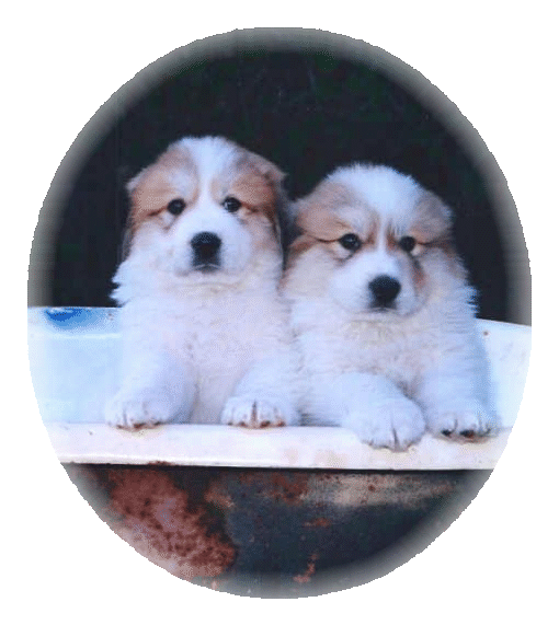 Tom and his sister Lucy as puppies.