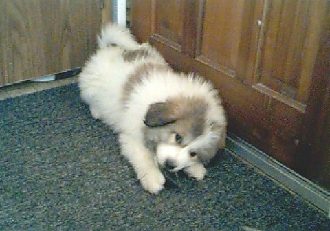 Xena as a puppy